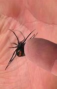 Image result for Redback Spider