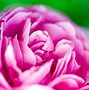 Image result for Light Pink and Green Wallpapers
