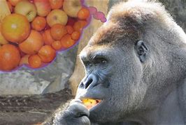 Image result for Gorilla Apple