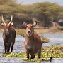 Image result for Lamu Island Kenya