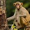 Image result for How Many Types of Monkeys Are There