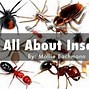 Image result for Cricket Insect Facts for Kids