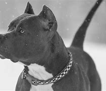 Image result for Pit Bull Terrier Black and White