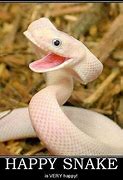 Image result for Snake Smiling Meme