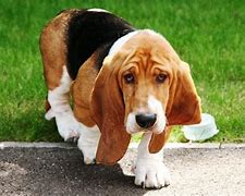 Image result for Happy Memorial Day Basset Hound