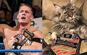 Image result for John Cena Cat