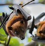 Image result for Picture About Bat for Kids