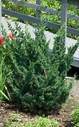 Image result for Juniperus chinensis Blaauw