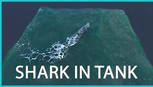 Image result for Shark Tank Houdini Clip