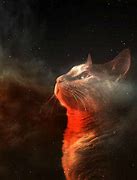 Image result for Galaxy Cat Wallpaper HD