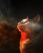Image result for Cool Galaxy Cat