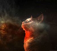 Image result for Cat From Another Galaxy