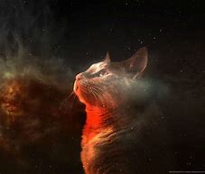 Image result for Orange Galaxy Cat Art
