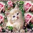 Image result for Cat Can't Handle Flower