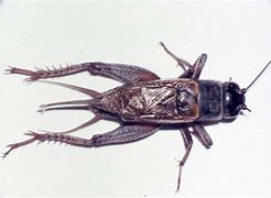 Image result for Field Cricket Species China