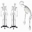 Image result for Life-Sized Skeleton