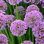 Image result for Allium