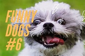 Image result for Funny Dogs Videos Try Not to Laugh
