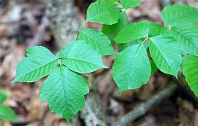 Image result for Real Poison Ivy