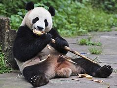 Image result for Giant Panda in the Wild Eating Bamboo