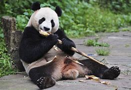 Image result for Giant Panda Sitting On Bamboo