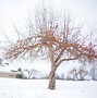 Image result for SnowSweet Apple Tree