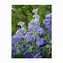 Image result for Caryopteris clandonensis Grand Bleu