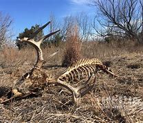 Image result for Deer Bone On Swamp