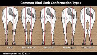 Image result for Horse Hind Leg Conformation