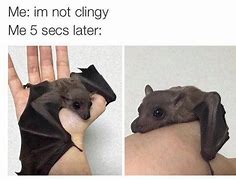 Image result for Funny Memes About Bats