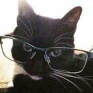 Image result for An Ugly Cat with a Violet Pair of Glasses Hungry for Pizza