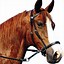 Image result for BitLess Horse Bridle