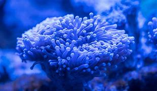 Image result for iPhone 14 Capa Coral