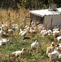 Image result for Air Tag On a Chicken