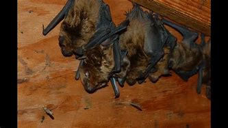 Image result for Bats in an Attic