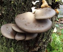 Image result for Wild Oyster Mushrooms