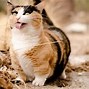 Image result for Corgi Munchkin Cat