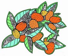 Image result for What Is a Kumquat and How Do You Draw Them Step by Step
