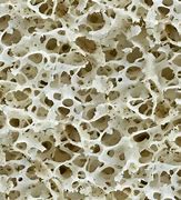 Image result for Grainy Bone Texture