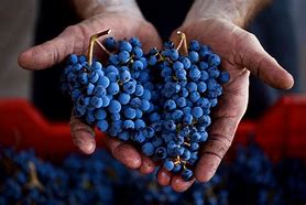 Image result for B R Silver Sangiovese Saviezza
