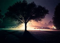 Image result for Night Tree Background