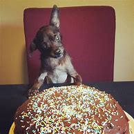 Image result for Happy 11th Birthday Dog