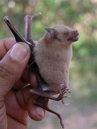 Image result for Cuban Flower Bat