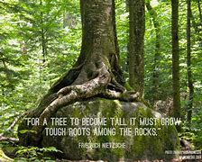 Image result for Quotes About Trees