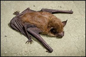 Image result for Myotis Lucifugus Pups