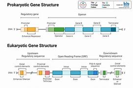 Image result for Structure of Gene