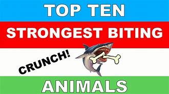 Image result for World's Strongest Animal