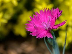 Dianthus gratianopolitanus Neon Star ® के लिए छवि परिणाम
