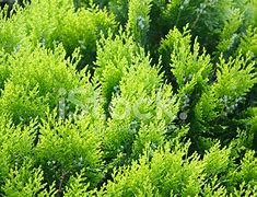Image result for Evergreen Texture