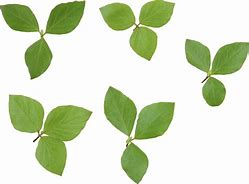 Image result for Printable Images of Leaves